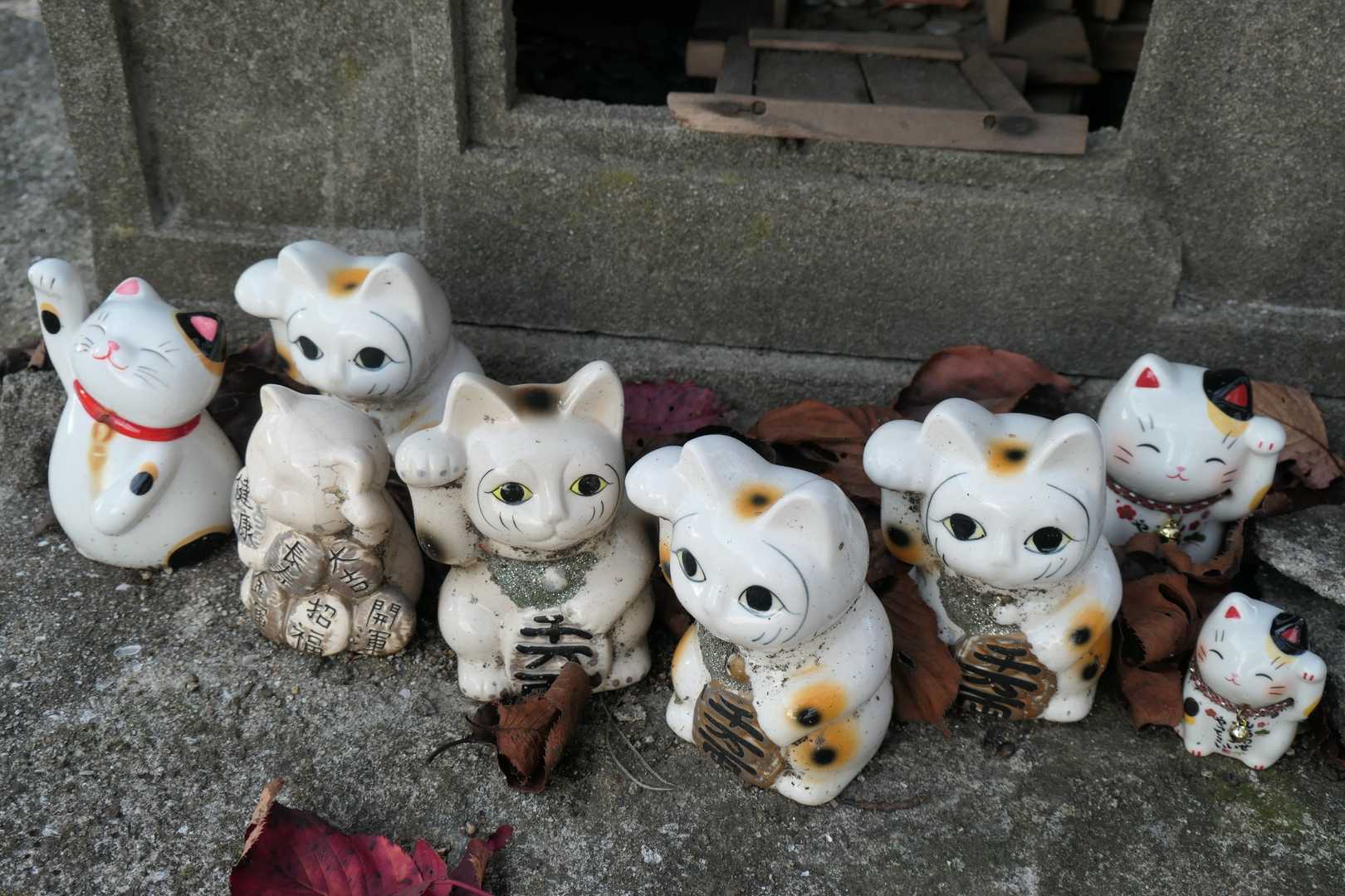 祠の前にたくさんの招き猫が置かれていました😸