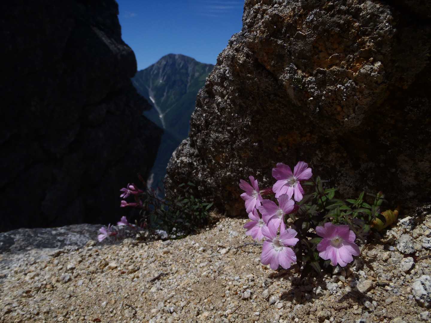 岩の間から北岳。