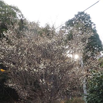 入り口の白バイ