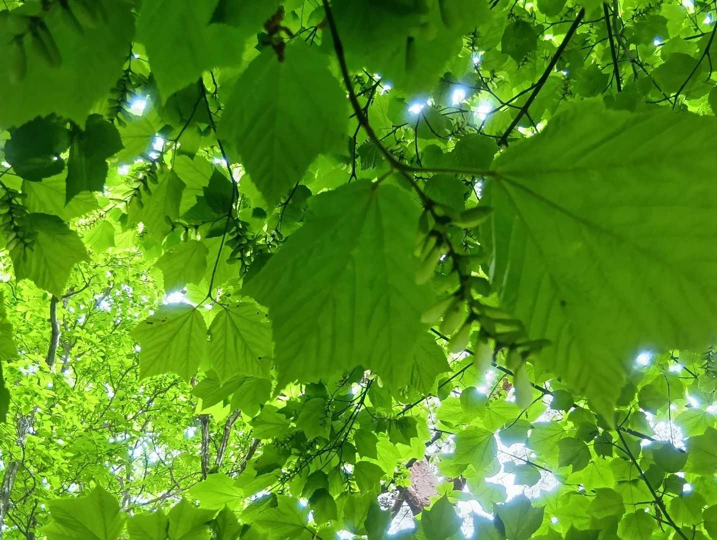 葉の裏にいっぱいなってるー