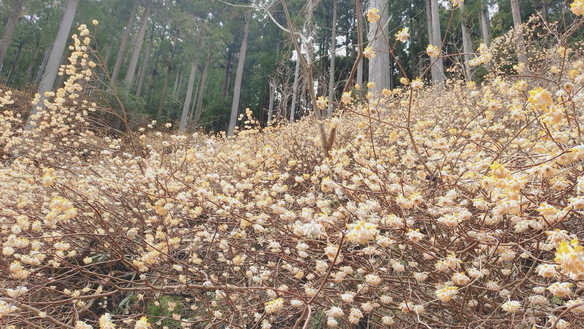 高畑山 往復コースの写真