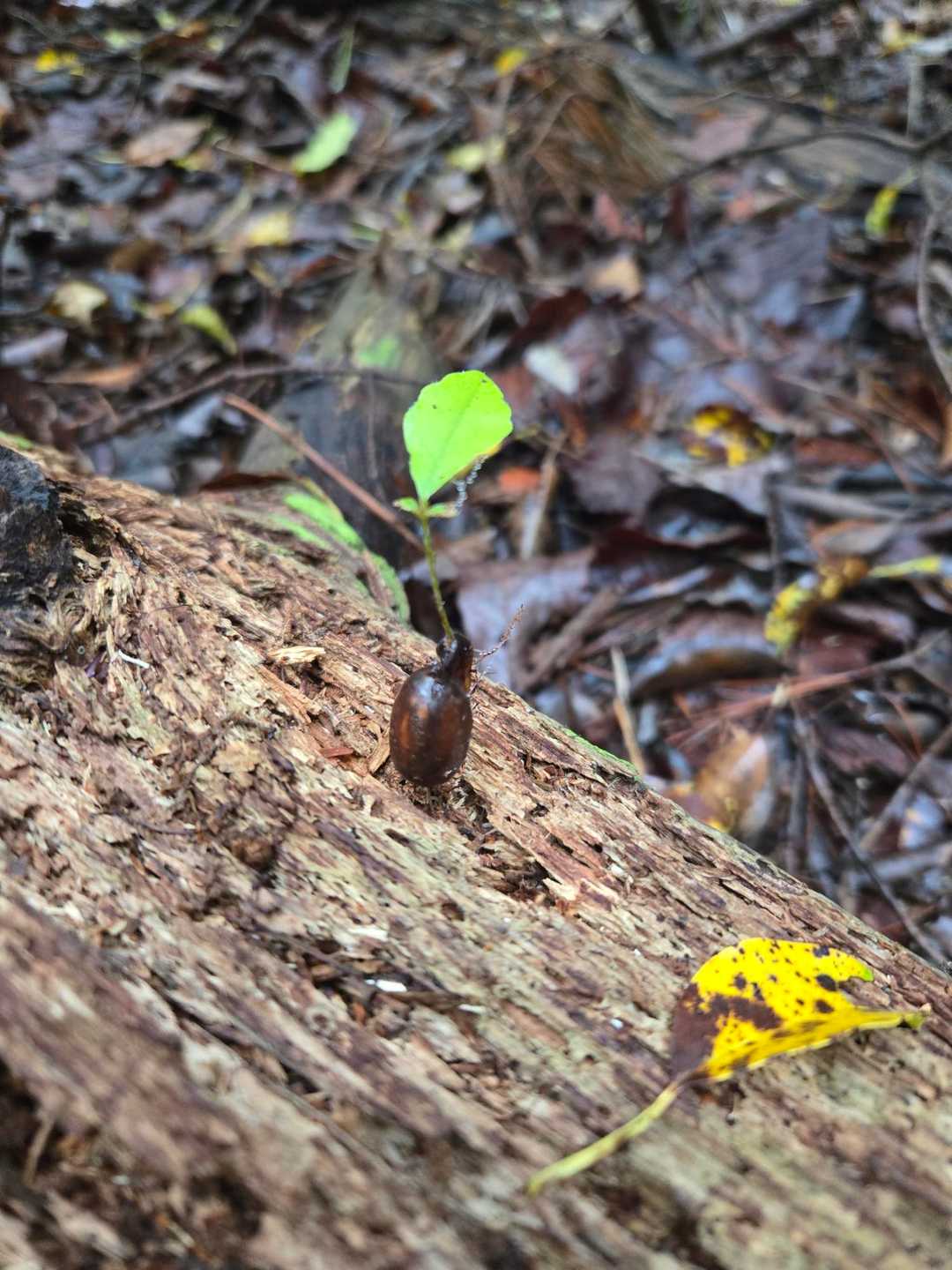 かわいい🌱𓂃 𓈒𓏸
