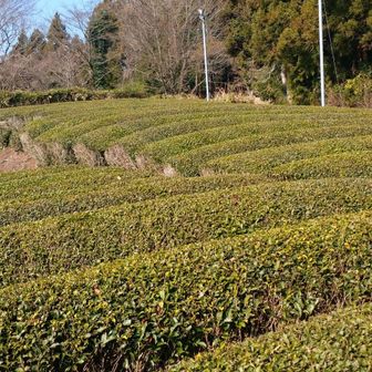 茶畑♪loveからの