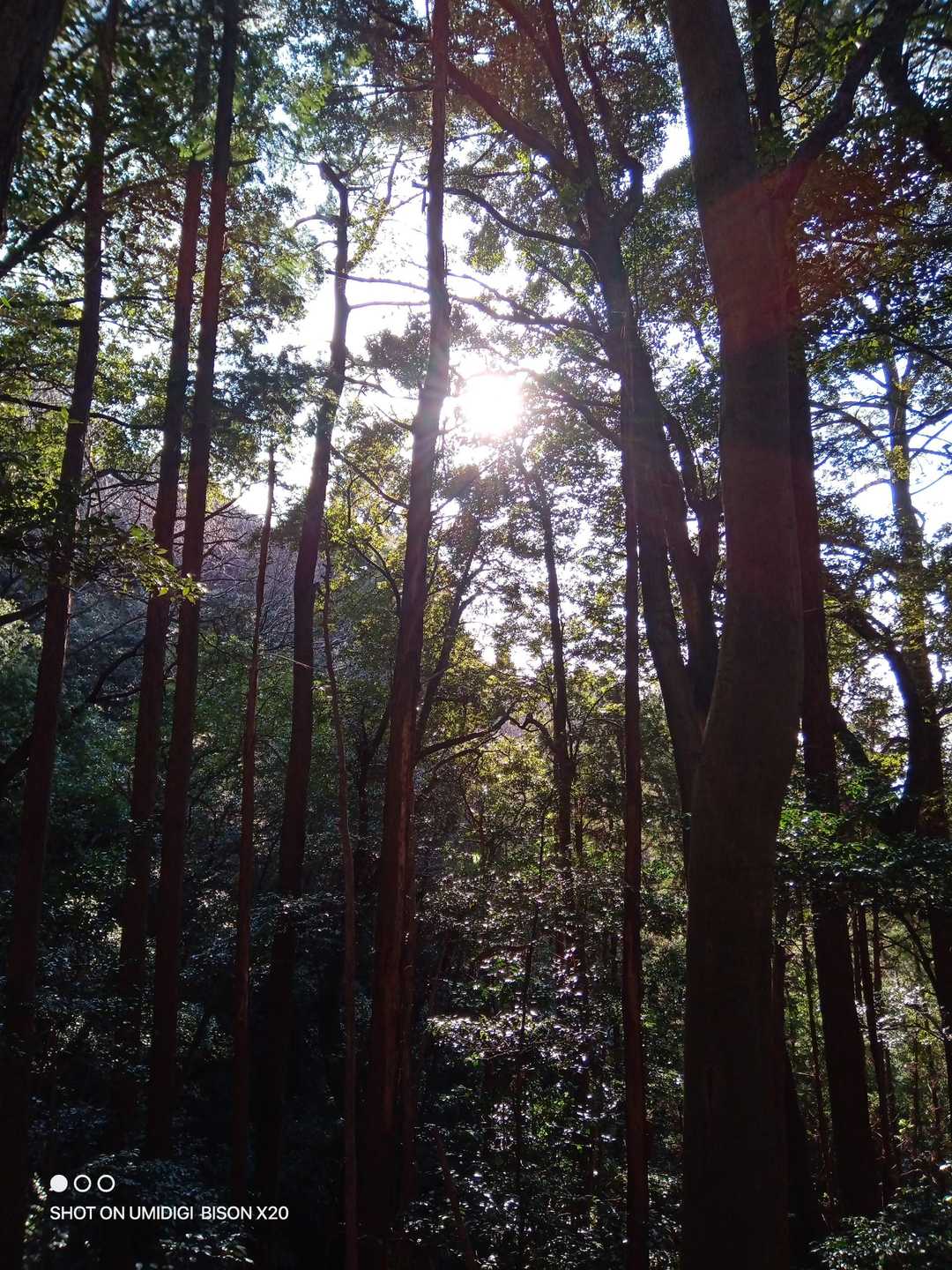 村積山 往復コースの写真