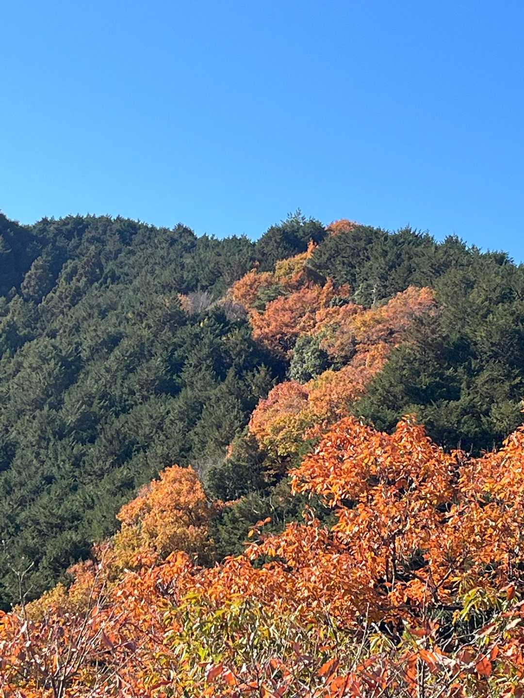 二上山登山口-二上山-祐泉寺-岩屋峠-岩屋 往復コースの写真