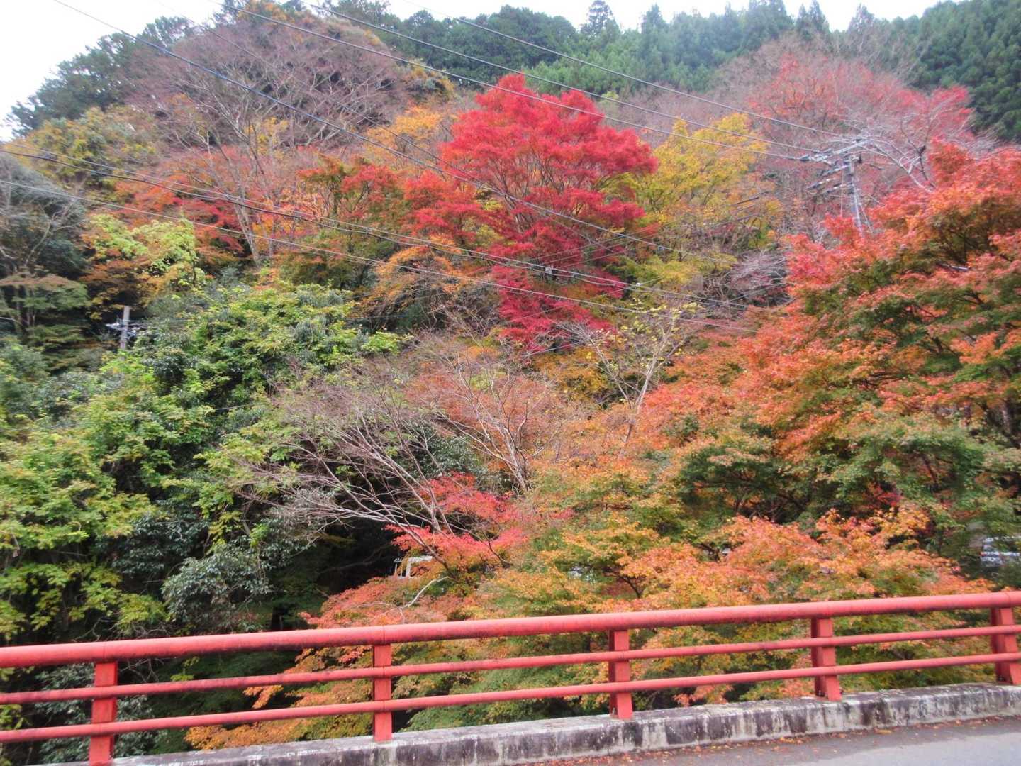 白雲橋からの紅葉🍁🍁🍁