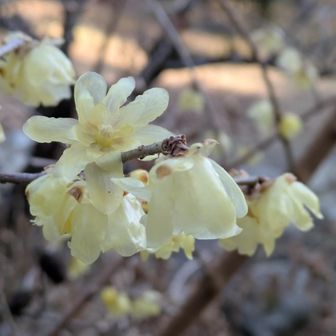 堂平山・笠山（乳房山）・大霧山 そろそろ今年も終わりだと  最後にとても良い香り
蝋梅