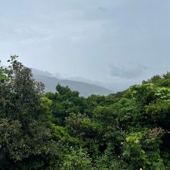 眺めは木々が盛り上がって見えない🌳