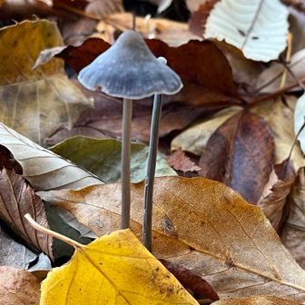薮の中で赤尾の標識見つけられず、先に磯野山へ向かいます