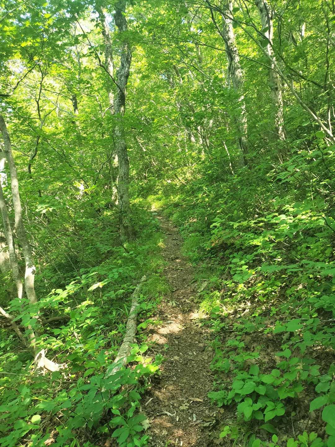 白瀬登山口-金剛山 往復コースの写真