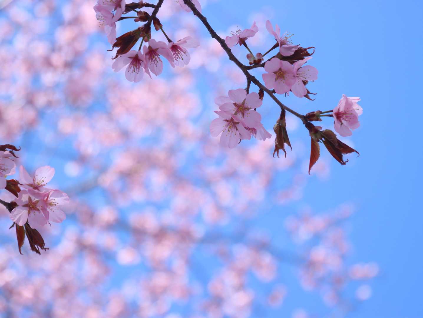 ピンクの桜