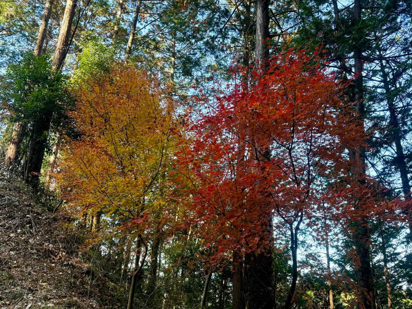 黄色と赤のアート♡
かわいい( *ˊᗜˋ)ﾉ🍁
