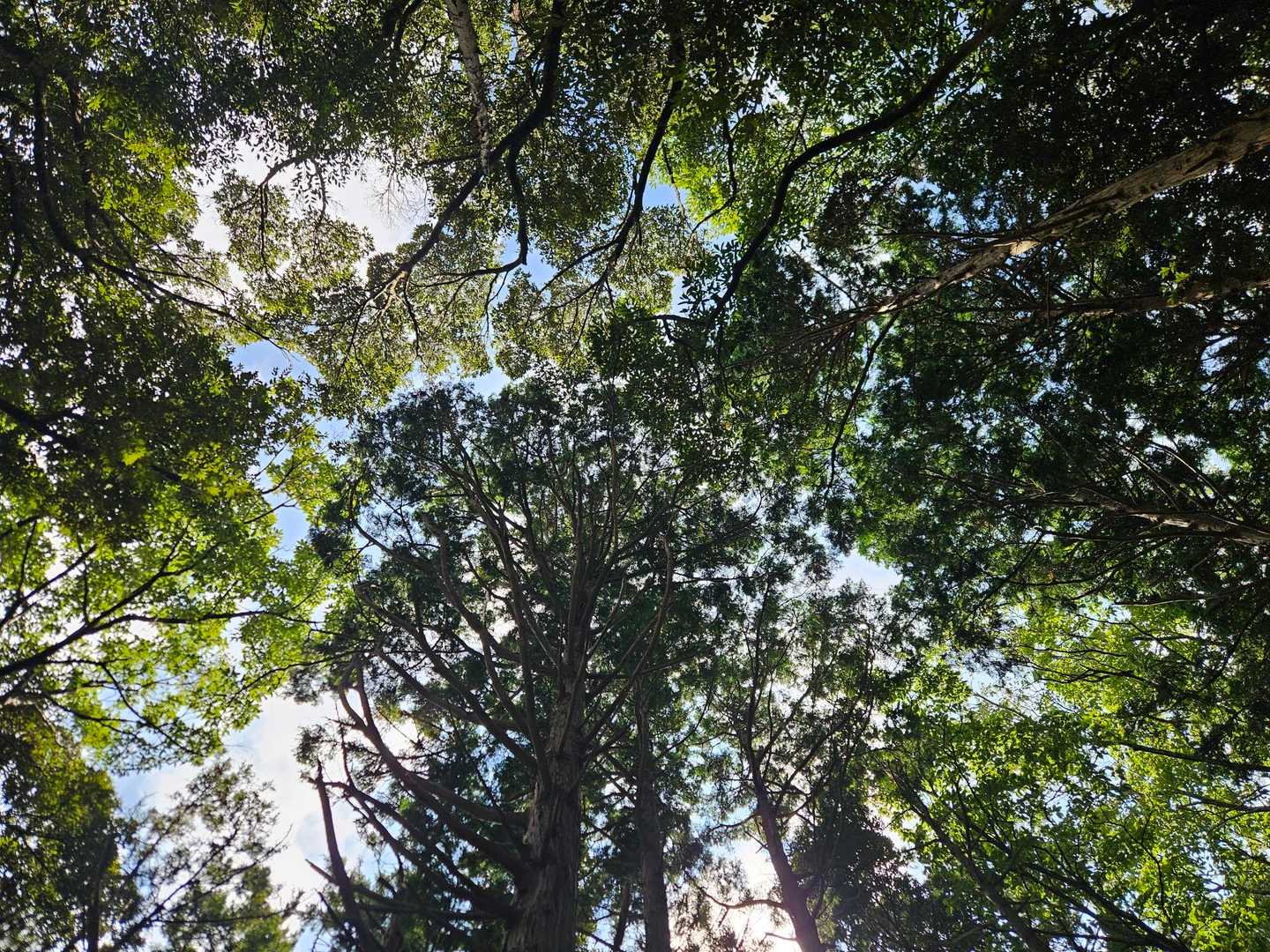飯盛山から見上げた空です⛅