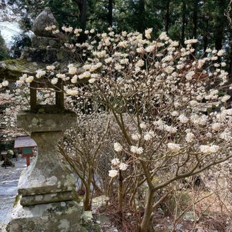 ミツマタ🌼　色薄め