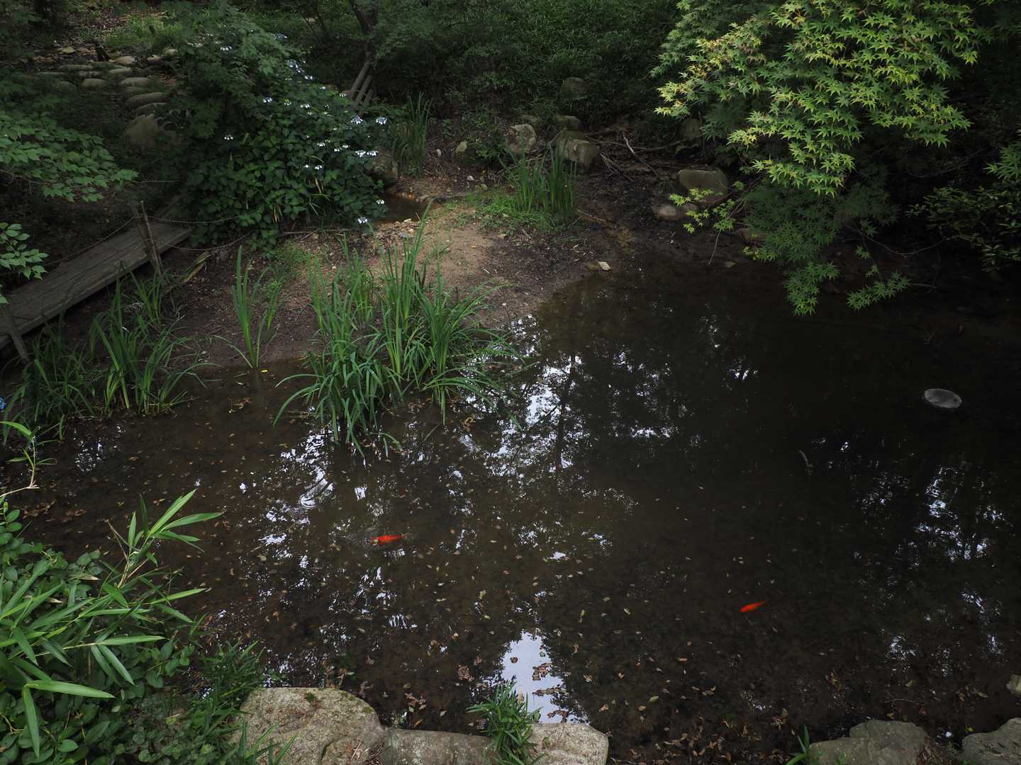 NTT管理道を下っていて、途中の展望か休憩所のような所に寄ってみると、池発見
こんな所に池があって、金魚まで泳いでるなんて…初めて知りました✨