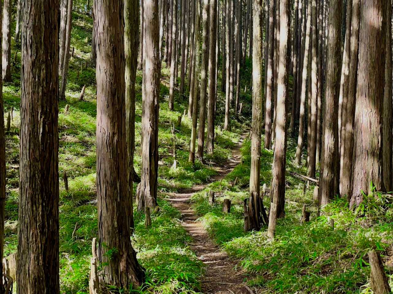 杉林ですが、笹の下草がある気持ちのよい道が続きます🥾
まだ体力が有り余っているので少しRUN🏃