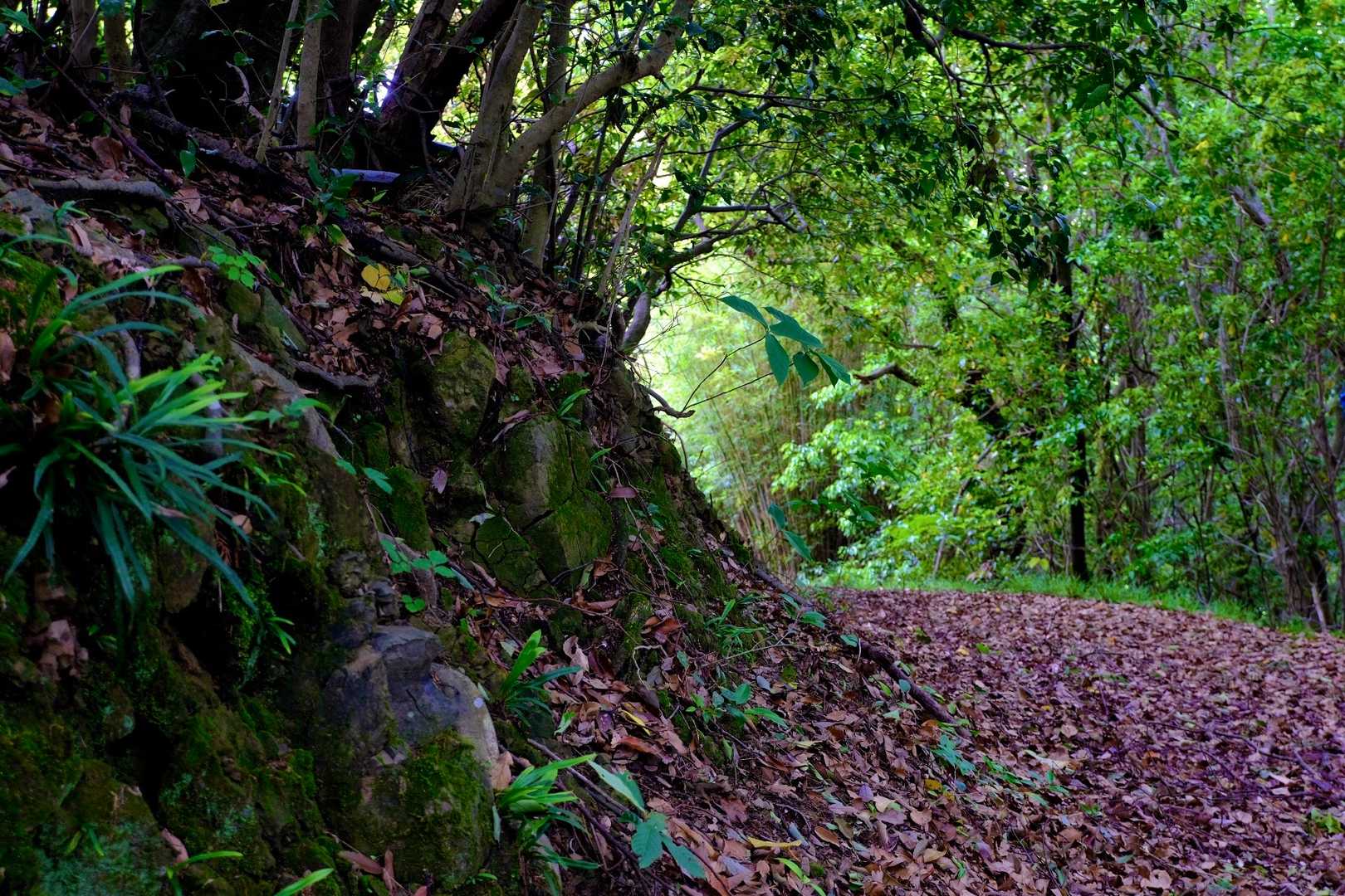 なだらかな登山道なので話も弾みます🎶