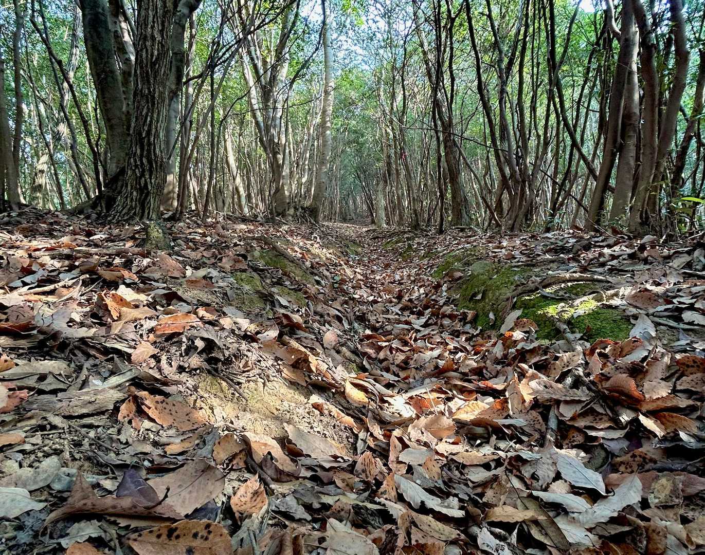 🍂🍂フサフサの樹林帯🌲をザクザク▶️