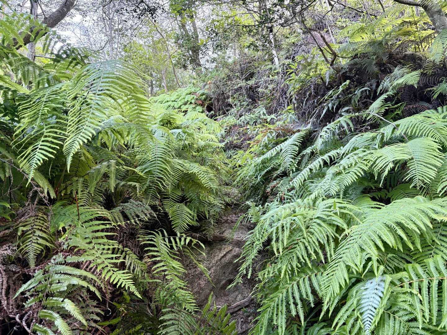 シダが育ち盛り🌿‬
