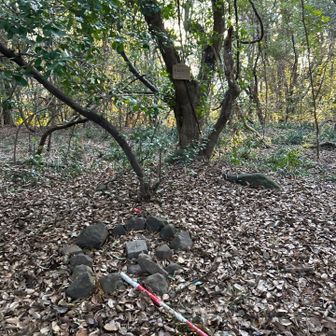 三角点もあり。この先を進めば眺望エリアらしいものの、復路便の時間が気になるので戻ることに。