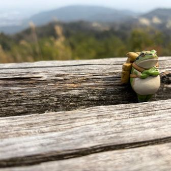 このカエルさん、背中に方位磁針を背負ってます