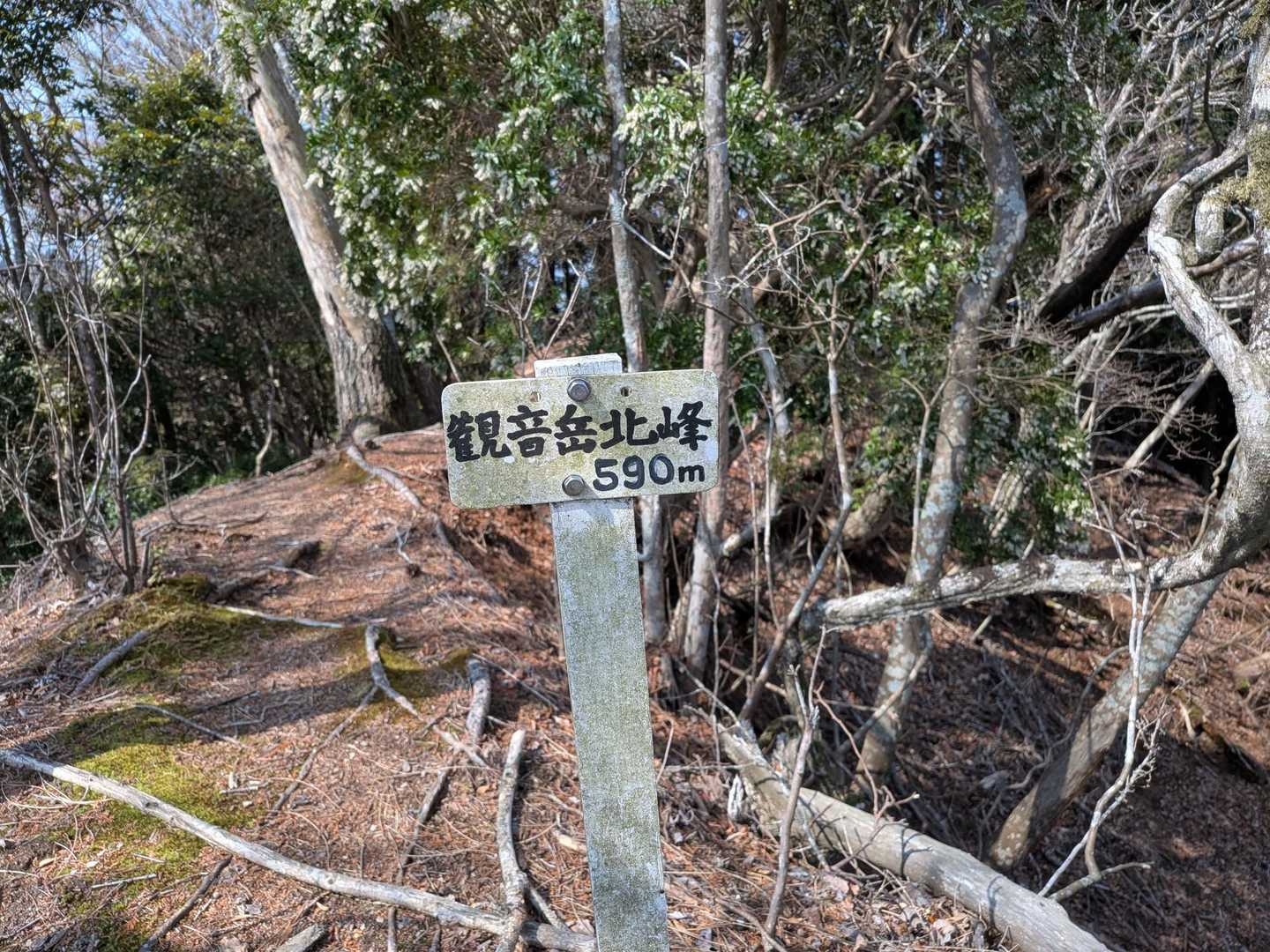 観音岳北峰　590m