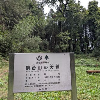 崇台山の大桐！