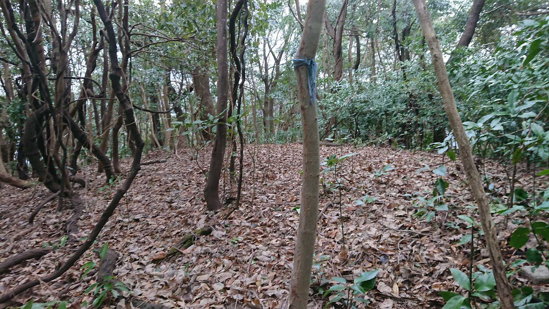 入道岳頂上