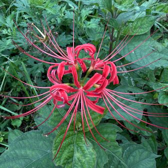 曼珠沙華
ほとんど枯れていましたが、
まだキレイな状態で咲いているお花を撮影