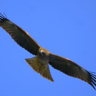 トビに狙われていたのね。