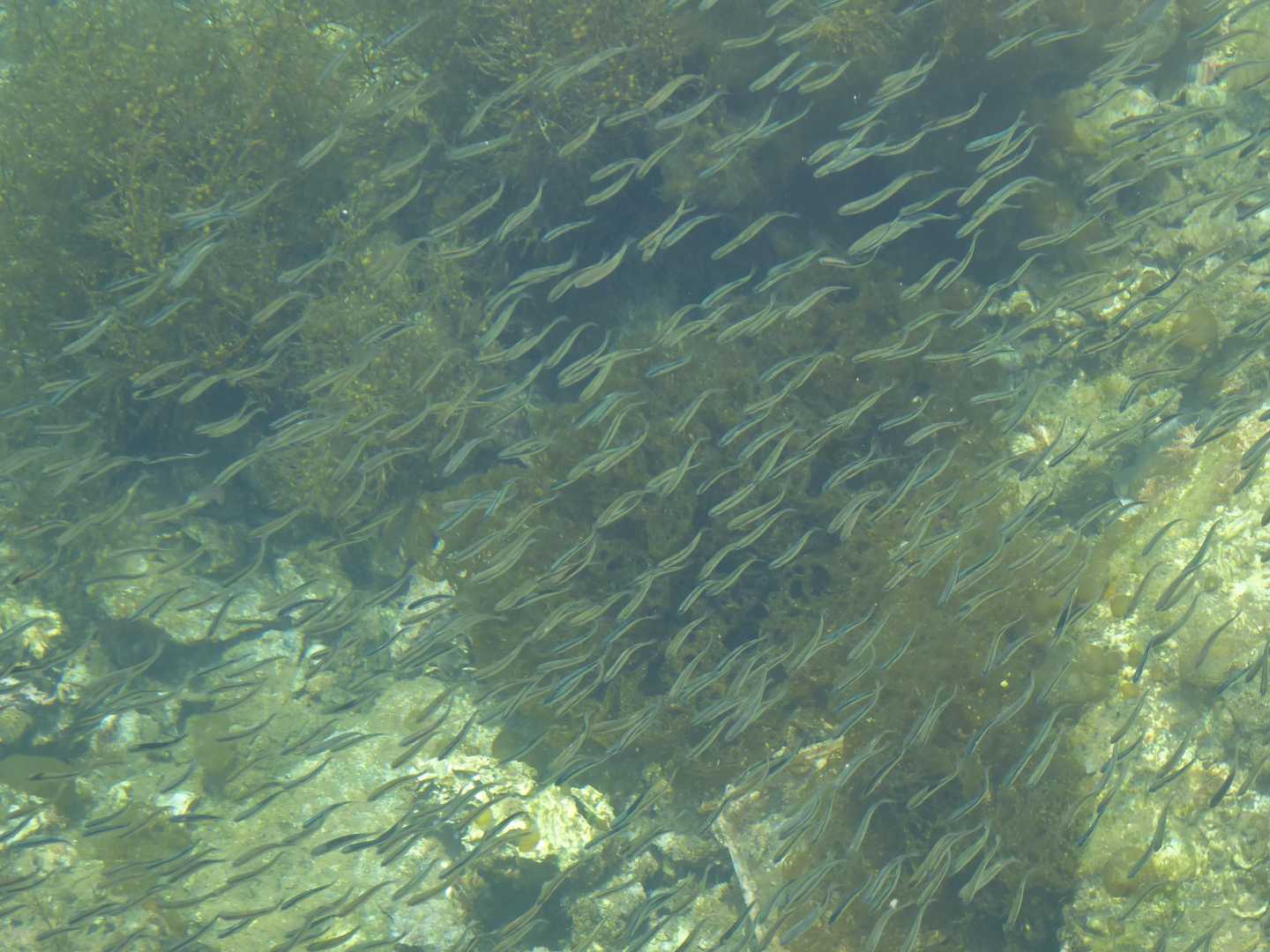 堤防の内側を歩くと、小さな魚の群れが見えました🐟🐟🐟