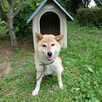 秋田きりたんぽん