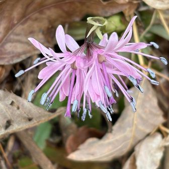 ショウジョウバカマ