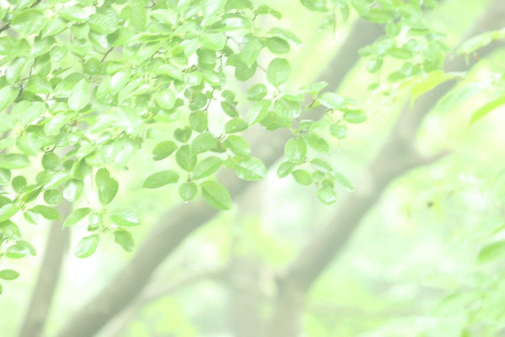 護摩堂山往復 | 3万株のアジサイが山頂を染め、四季折々に美しい城跡山の写真