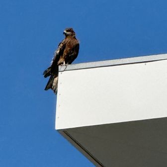 お弁当トビ（トンビ）に上から狙われてました。
