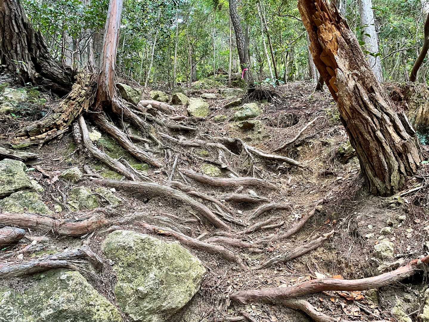 ここを勝手に山頂にしようと何度思ったか…🥲