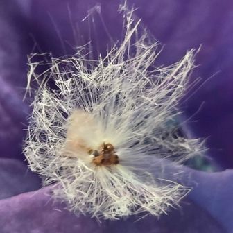 そしたらタンポポの綿毛みたいなのを付けてる虫を見つけたよ😊
多分ハゴロモとかいう虫🤔