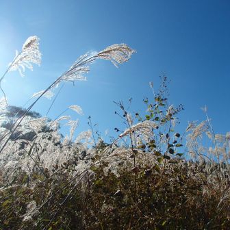 ススキと秋空