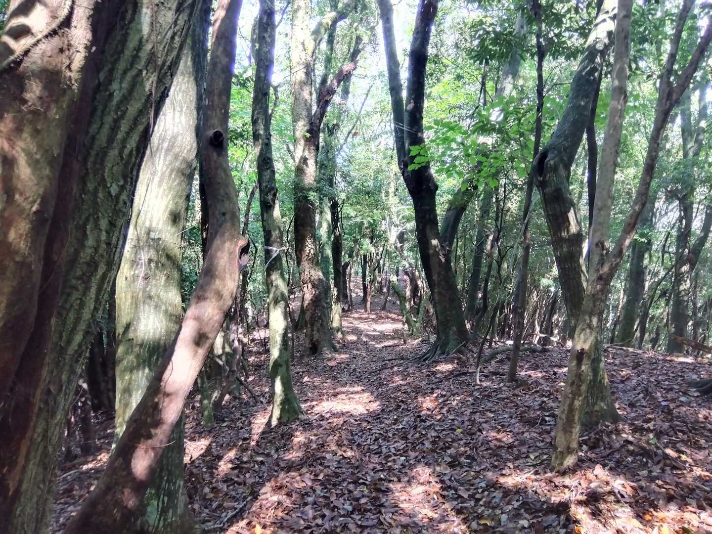 気持ちがいい尾根道ですが、サクサク急いで通りたいのをグッと堪えて、用心してゆっくり降りていきます。
