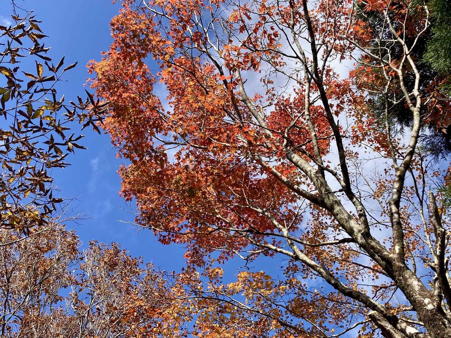 紅葉🍁眺めながら