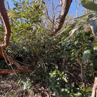 藪と格闘すること20分（体感60分）
登山道に出て安堵
携帯もサングラスも無くさなかった
こんな薮でなくしたら探しようがない
おーこわ