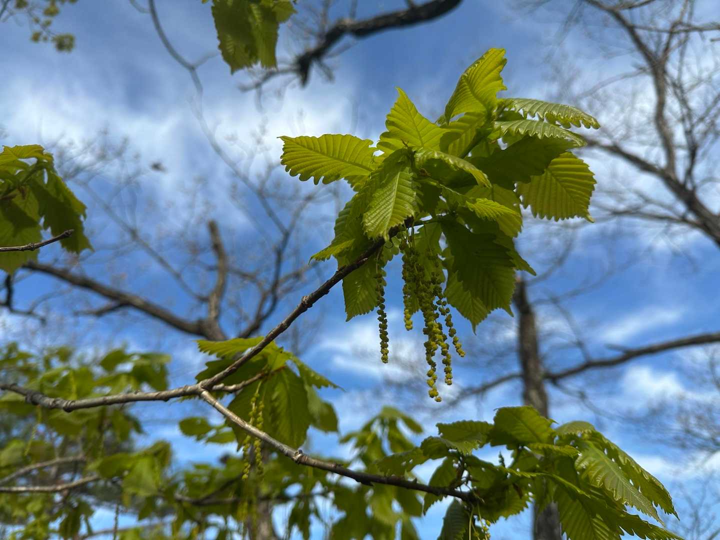 ナラガシワの花？