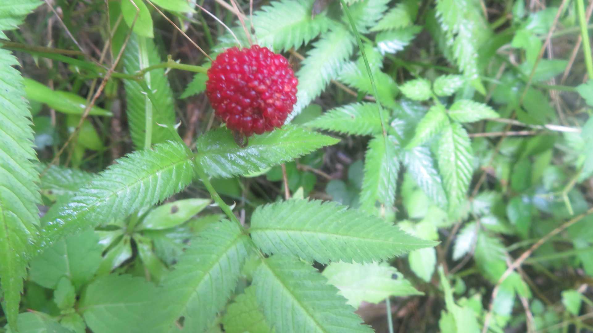 バライチゴの実（葉が独特）