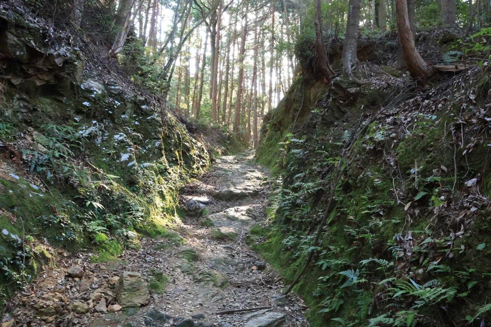 いい感じの登山道
今日は人が少な〜い