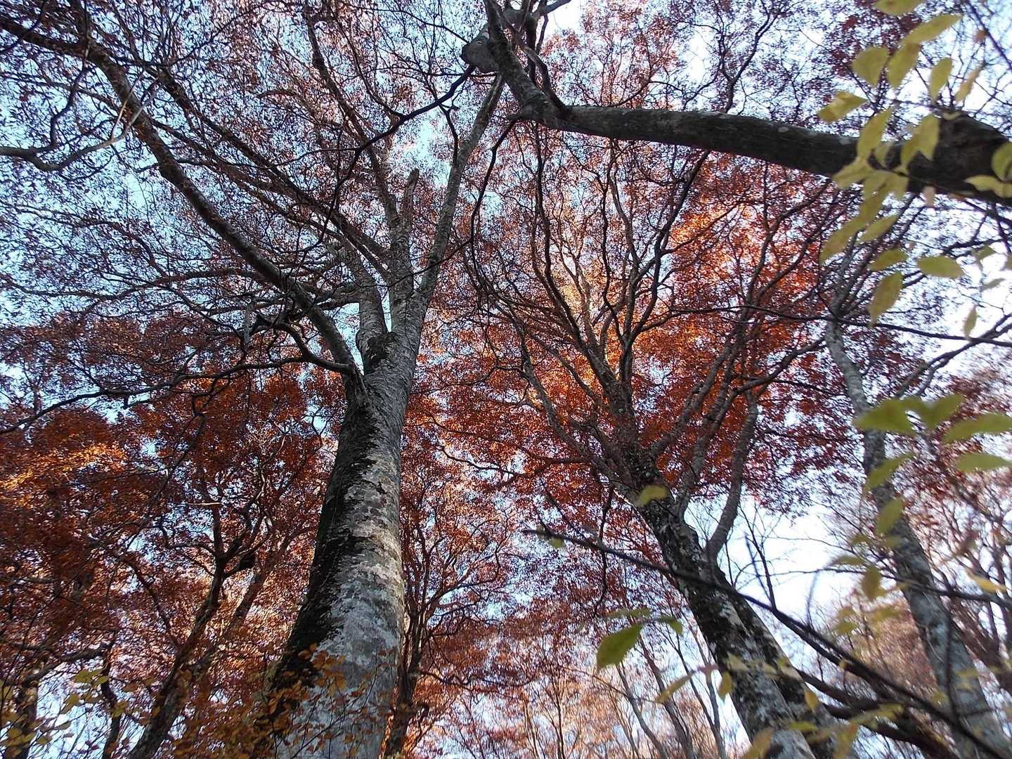 紅葉はこの辺りまで