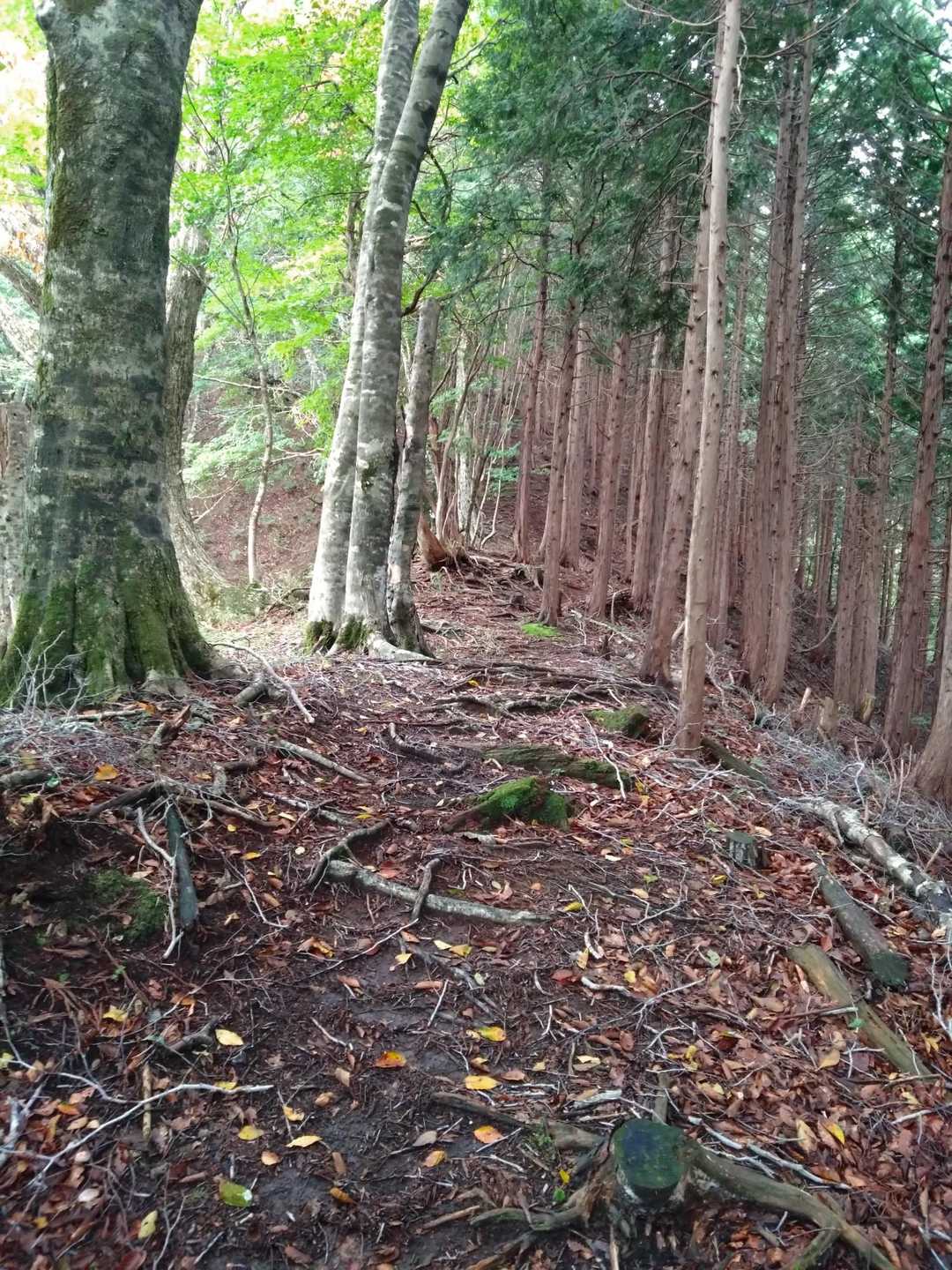 どうですか　綺麗な山道🙌
🍄‍🟫もよろこんでいる