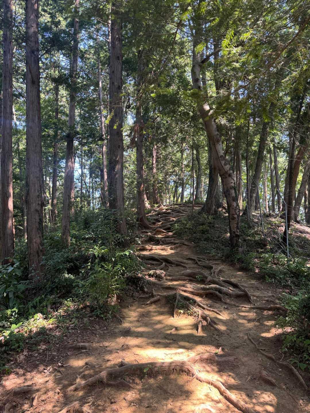 初沢山入口-高尾天神社-初沢山-草戸山登山口-八方台-草戸 縦走コースの写真
