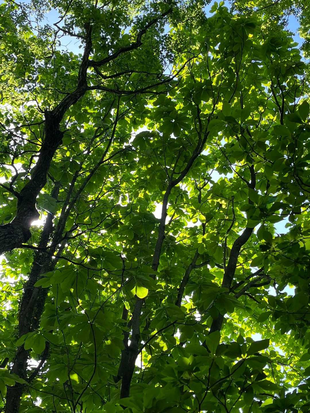 三千坊山 往復コースの写真