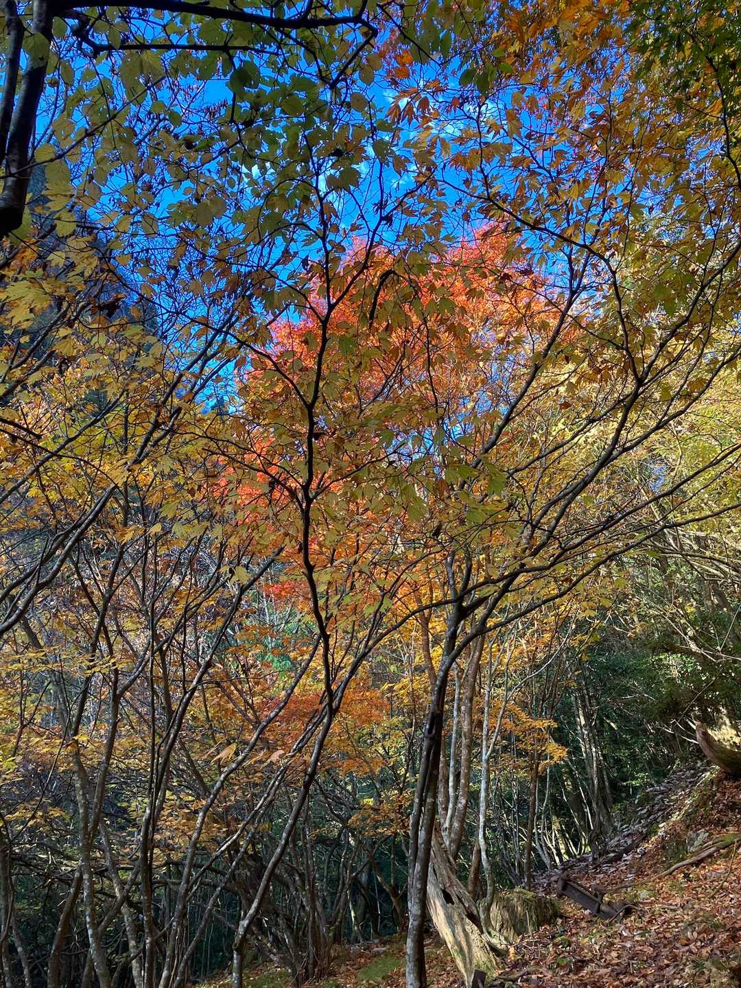 青空に紅葉🍁