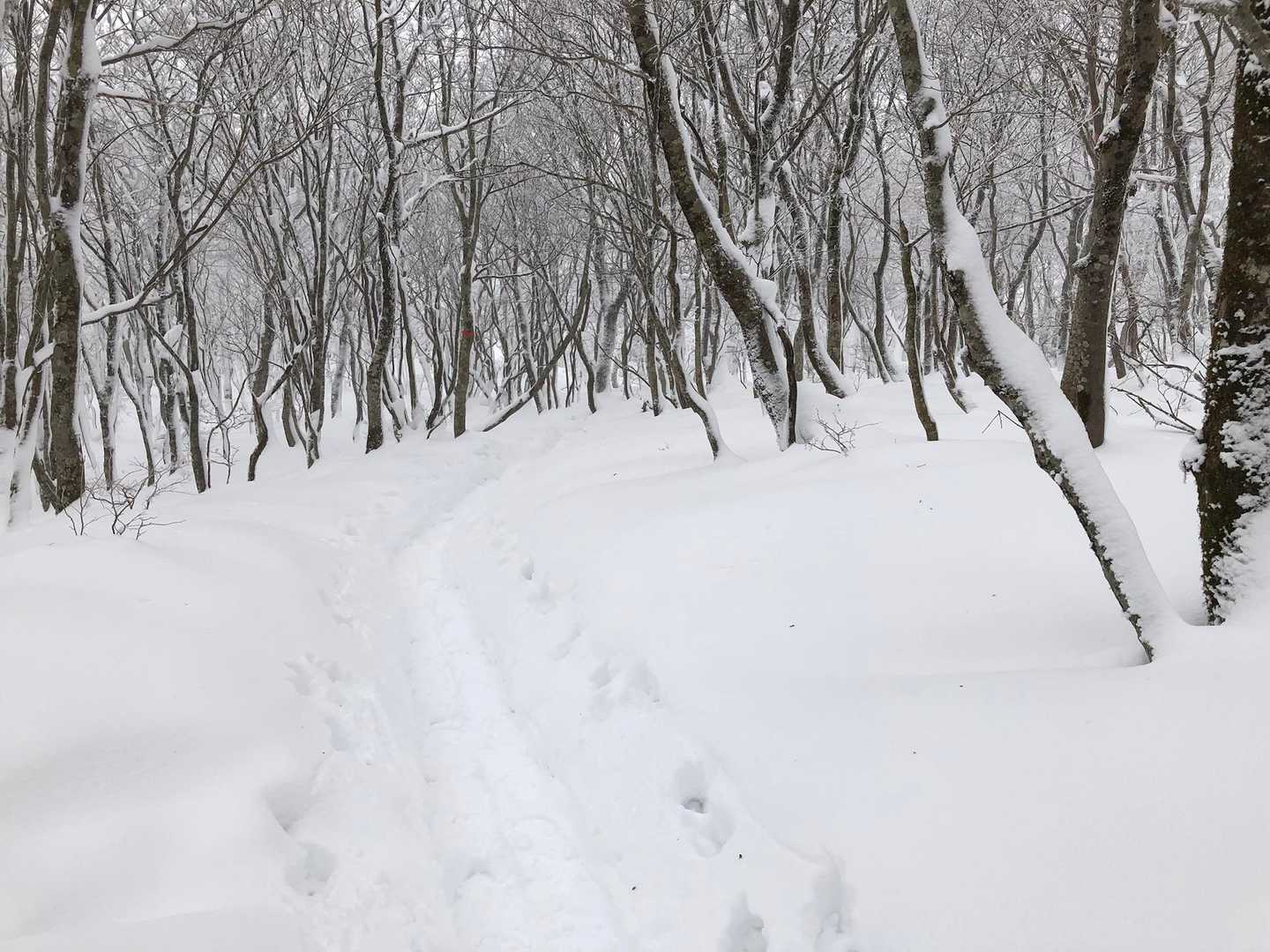 坊村バス停-坊村登山口-御殿山 往復コースの写真